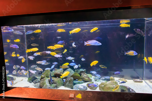 美しいシクリッド（カワスズメ科）類の水槽。

日本国神奈川県川崎市、カワスイにて。
2023年9月4日撮影。

Beautiful cichlid (family Cichlidae) aquarium.

At Kawasui aquarium, Kawasaki city, Kanagawa, Japan,
photo by September 4, 2023.

 photo
