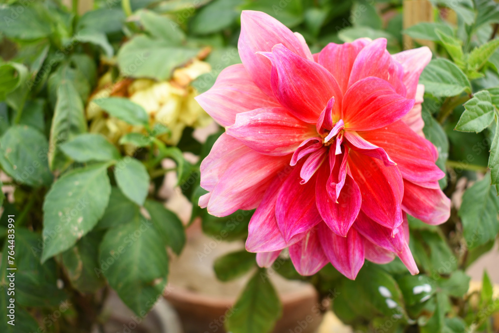 Beautiful dahlia flower in garden closeup, Dahlia flower pink, mature and magnificent closeup. garden dahlia flower in pink color Beautiful dahlia flower in garden closeup, Dahlia flower pink, mature and magnificent closeup. garden dahlia flower in pink color