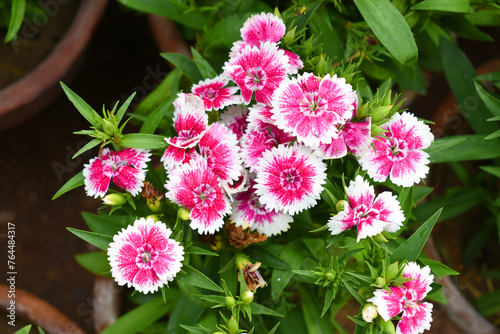 pink and white miniature carnation flower in spring, beautiful carnation flower closeup shot, pink white flower, little flowers closeup