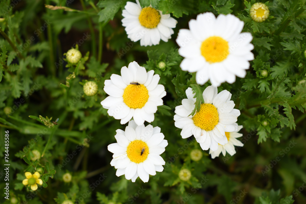 Obraz premium Oxeye daisy (Leucanthemum vulgare) blooming in spring, White flowers in the garden closeup, Wild daisy flowers growing on meadow, white chamomiles on green grass background. Oxeye daisy