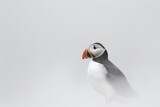 Puffin Portrait Against a Minimalist Backdrop. Isolated Against White Background. Copy Space/Blank Space.
