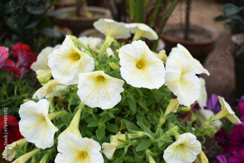 Petunia, Petunias in the tray, Petunia in the pot, white petunia flower closeup in garden, beautiful flower photograph, spring flower Closeup, Close-up of beautiful flowers blooming in the garden