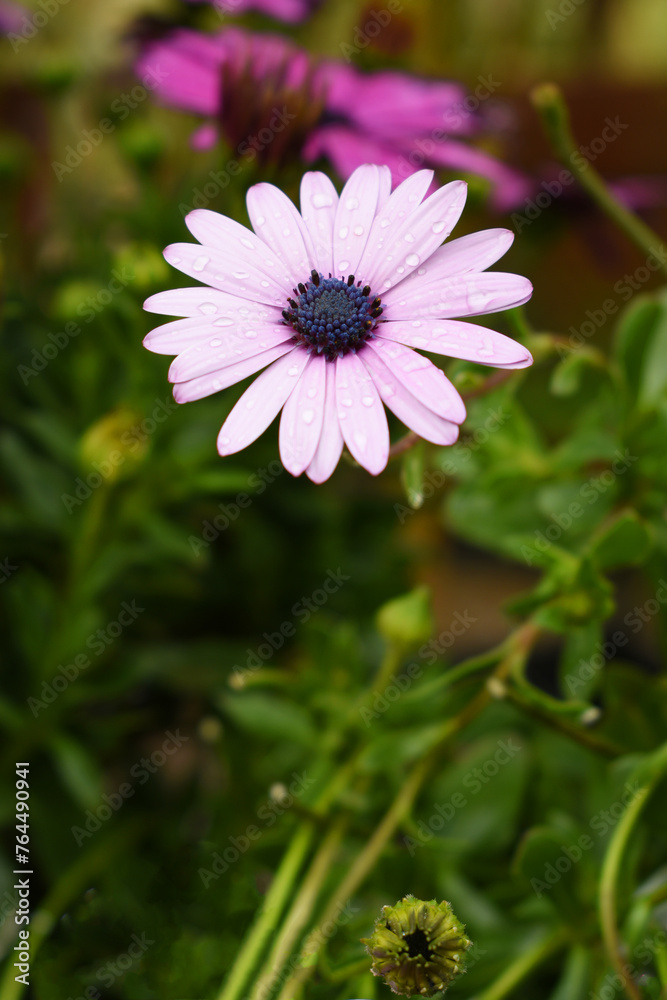 Purple cape marguerite flowers, Lavender Cape Marguerite daisy frontal view; closeup, Purple Cape marguerite daisies flowers top view