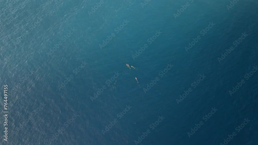 Dolphins from drone perspective in San Blas Islands (Kuna Yala) in Panama Dolphins from drone perspective in San Blas Islands (Kuna Yala) in Panama