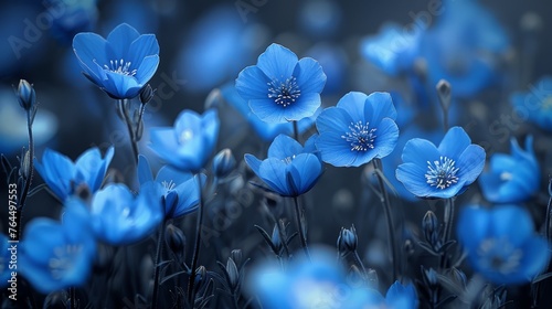  A field of blue flowers against a dark backdrop, framed by a blue sky above