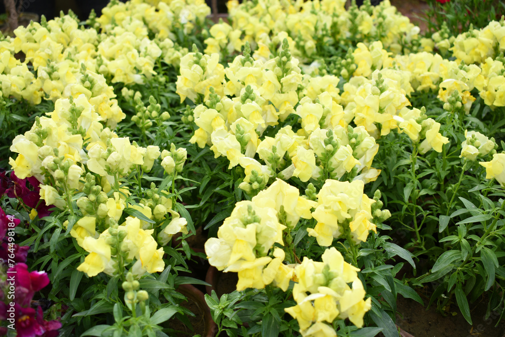 Yellow stock flower in garden closeup, Matthiola incana flower, stock flowers, cut flowers in nursery, Stock of flowers, Flower of Stock Yellow stock flower in garden closeup, Matthiola incana flower, stock flowers, cut flowers in nursery, Stock of flowers, Flower of Stock