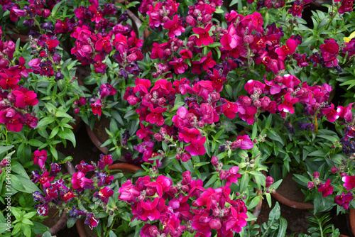 purple stock flower in garden closeup, Matthiola incana flower, stock flowers, cut flowers in nursery, Stock of flowers, Flower of Stock photo