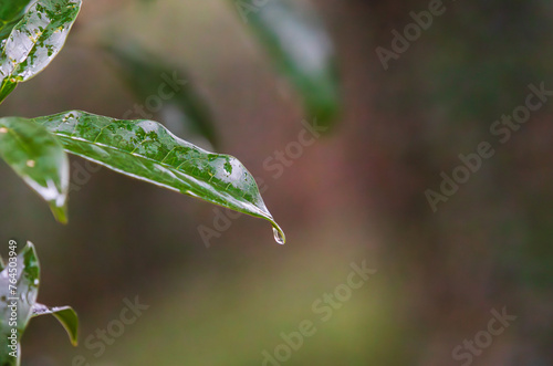 On a rainy day, dew drops on the leaves.