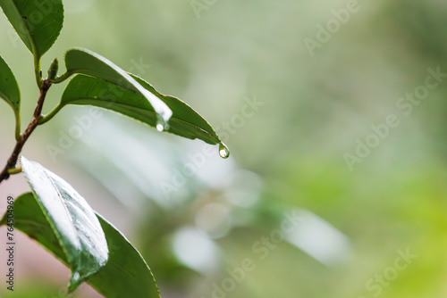 On a rainy day, dew drops on the leaves.