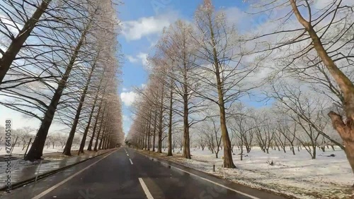 滋賀県高島市　メタセコイア並木　残雪風景