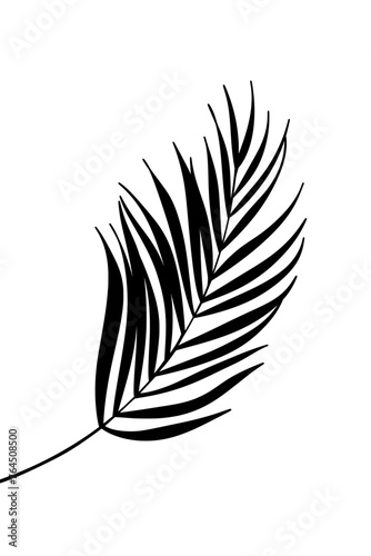 Tropical palm leave plant shadow natural minimal
