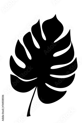 Tropical monstera leave plant shadow natural minimal