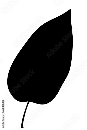 Tropical palm leave plant shadow natural minimal
