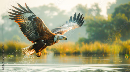 African Fish Eagle Hunting Over Water.