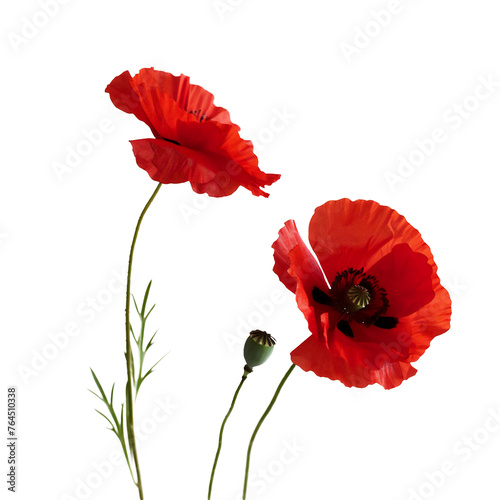 red poppies isolated on white