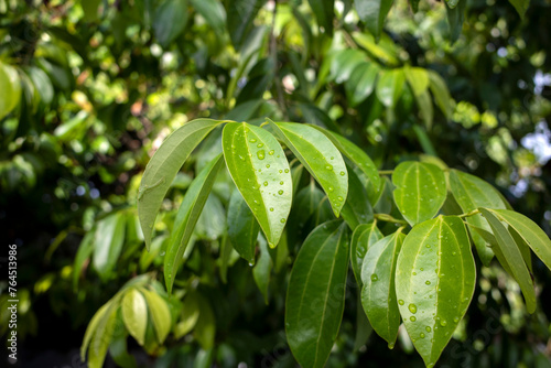 Daun Kayu Manis, Cinnamon tree Cinnamomum zeylanicum green leaves with water splash photo