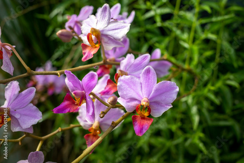 Phalaenopsis schilleriana or commonly known as the moon orchid, shallow focus photo