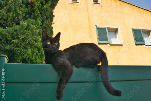 Katze in Sollies Ville in Frankreich photo