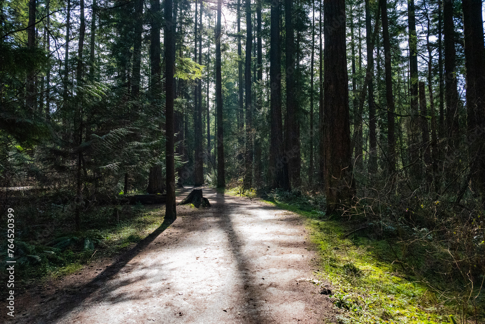 Fototapeta premium Sunlight coming through the trees in a dense forest