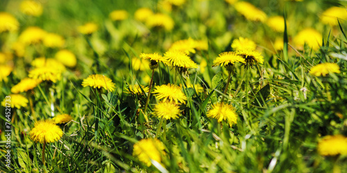 closeup of grassy meadow with yellow dandelions. nature background in spring
