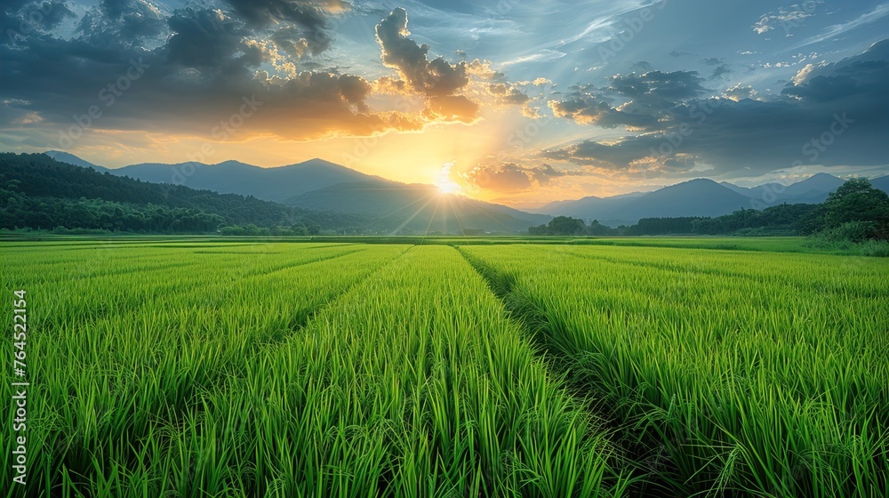 Verdant Harvest: Green Rice Field with Golden Ears