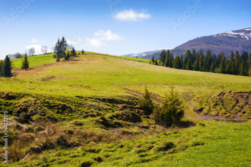 scenic countryside with grassy hills, trees, and mountains in spring. carpathian rural landscape in spring
