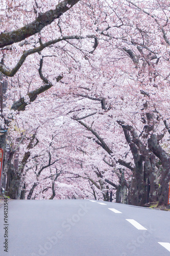 満開の桜のトンネルを抜けるような道路 photo