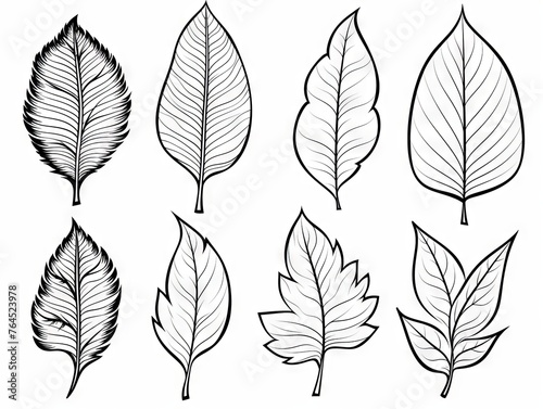 Assorted leaf outlines for creative coloring activities - detailed botanical illustration vector set