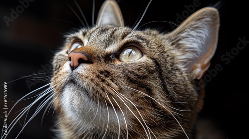  A close-up photo of a cat with its eyes open, appearing wide