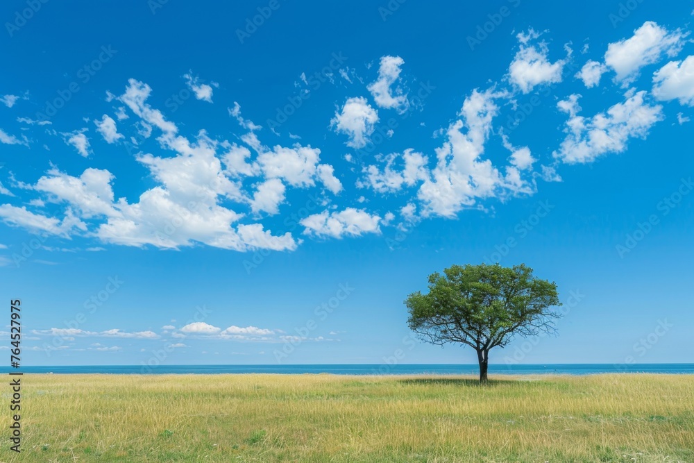 Single tree in the field