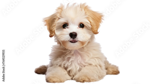 Cute puppy of Maltipoo dog isolated on transparent and white background.PNG image.