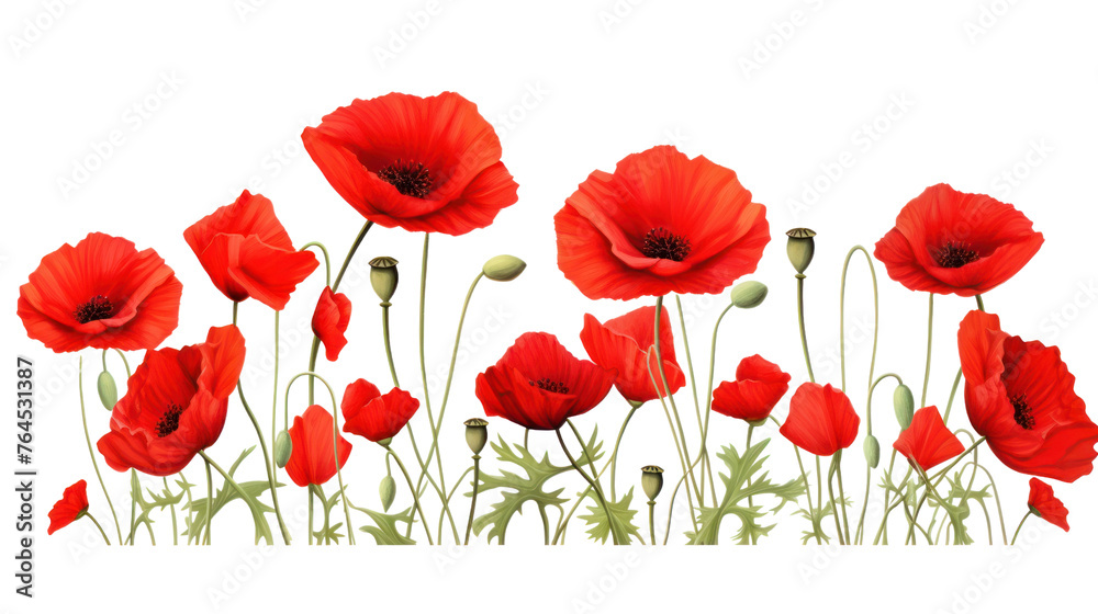 Fototapeta premium Red poppies ,copy spade isolated on transparent and white background.PNG image. 