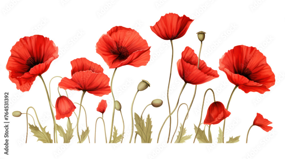 Obraz premium Red poppies ,copy spade isolated on transparent and white background.PNG image. 