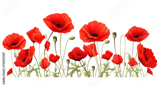 Red poppies  copy spade  isolated on transparent and white background.PNG image. 