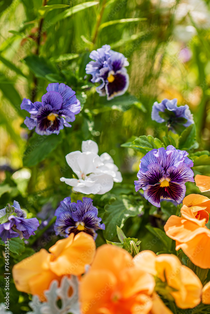 Fototapeta premium pansy flowers in the garden