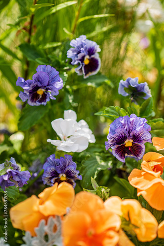 pansy flowers in the garden