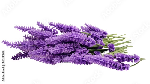 Lavender flowers  isolated on transparent and white background.PNG image. 