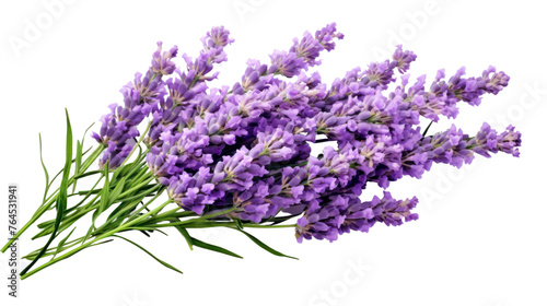 Lavender flowers isolated on transparent and white background.PNG image. 