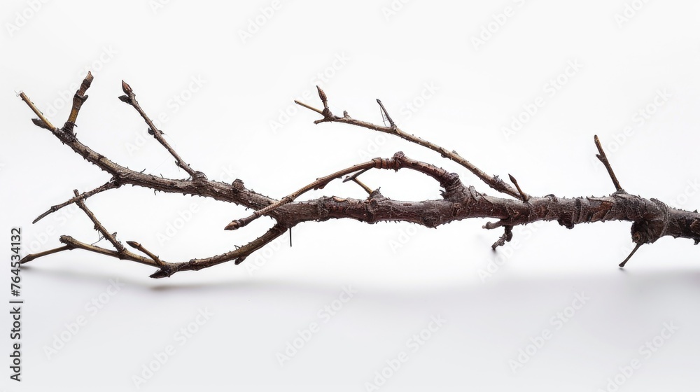 A branch of a tree that is bent over. Can be used as a symbol of resilience and strength A branch of a tree that is bent over. Can be used as a symbol of resilience and strength
