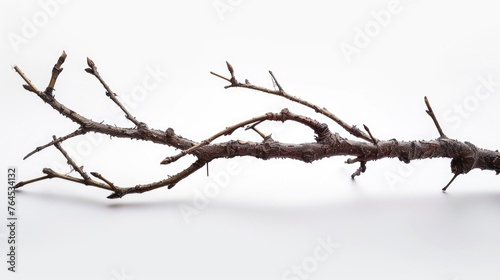 A branch of a tree that is bent over. Can be used as a symbol of resilience and strength photo