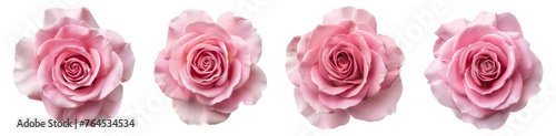 Pink rose isolated on a white background. Top view