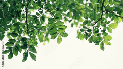 A bunch of green leaves hanging from a tree. Perfect for nature concepts