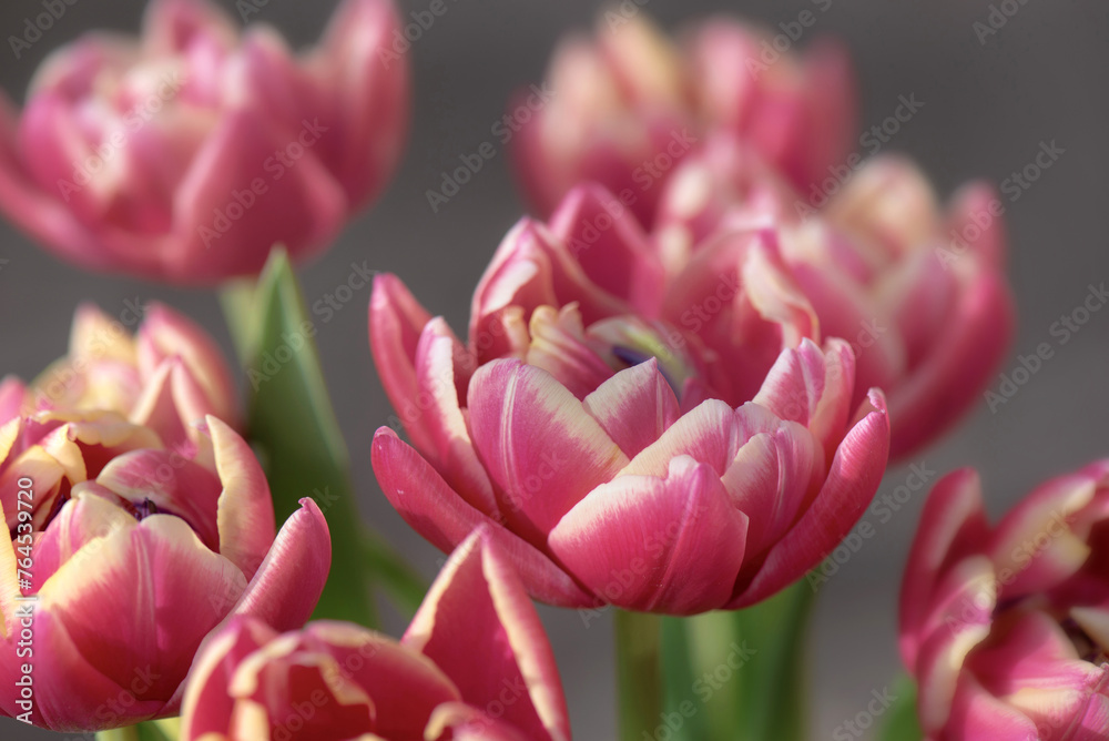 Fototapeta premium closeup of beautiful pink double-flowered tulip flowersin a bouquet isolated on grey background