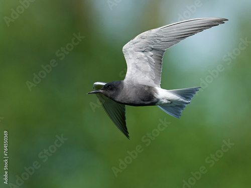 Black tern (Chlidonias niger)
