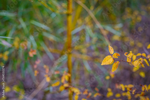 Small yellow toothed leaves in autumn with a blurred background of bamboos.