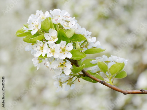 Weiße Birnenblüten an einem Birnbaum im Frühling in Südtirol, Lana bei Meran, Europa	