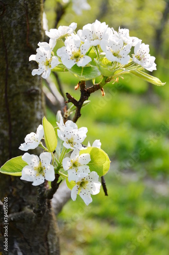 Weiße Edelbirnenblüten an einem Birnbaum im Frühling in Südtirol, Lana bei Meran, Europa	