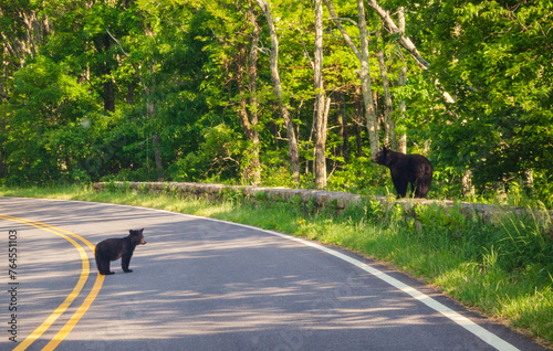 Mom and Cub Blackbear Crossing the Road at Shenandoah National Park along the Blue Ridge Mountains in Virginia photo