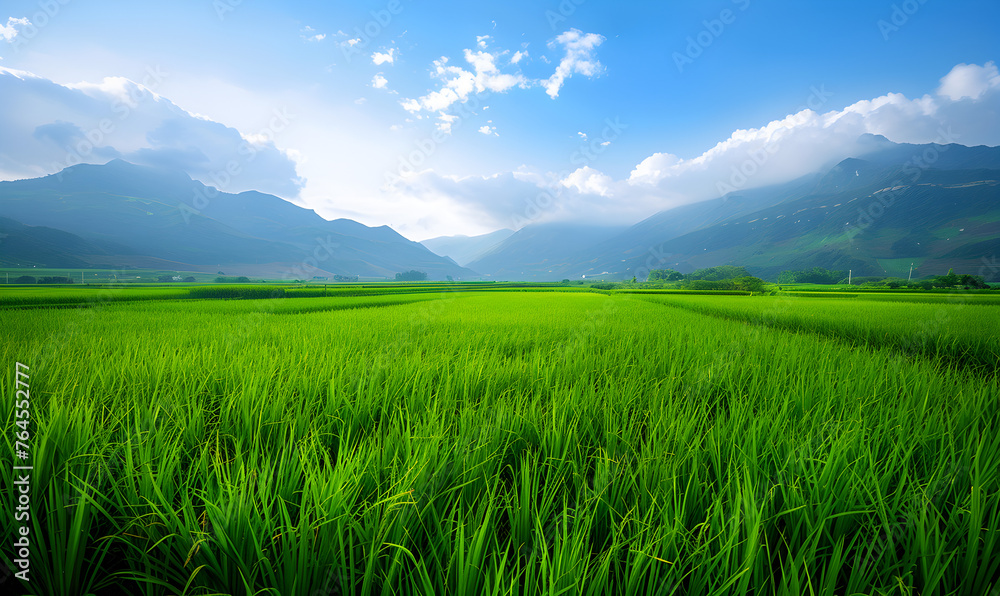 Rice Field Scenery