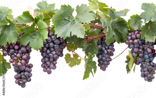 Plump Grapes Bunch Hanging from Vine on transparent background,
